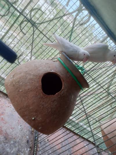 love birds breeders pairs for sale + budgies + ring neck+cocktail