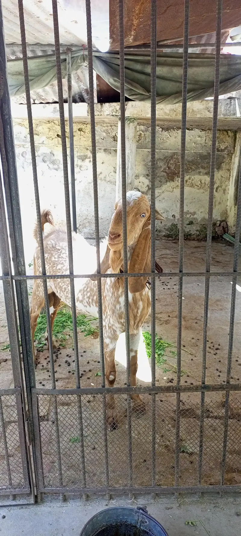 breeder male goat bakra makhi cheena — photo 2