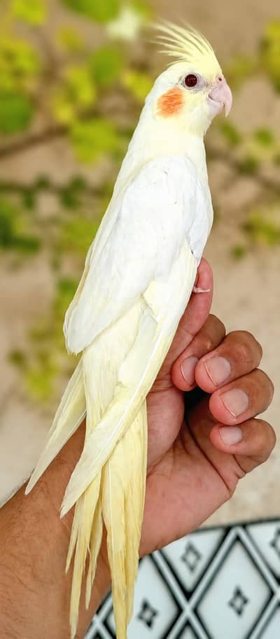 cocktail parrot for sale