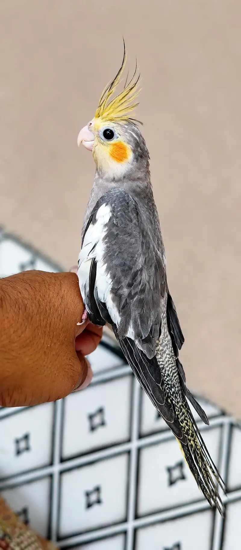 cocktail parrot for sale — photo 2