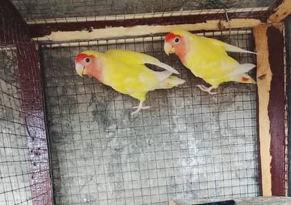 Love bird common lutino