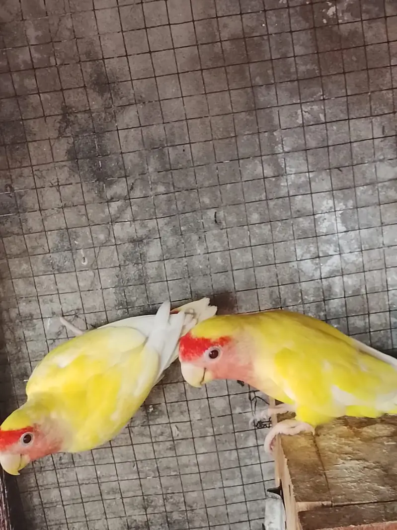 Love bird common lutino — photo 2