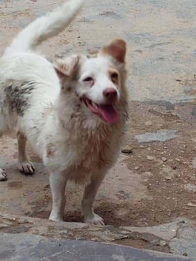 Russian pure breed for sale number 03422468919