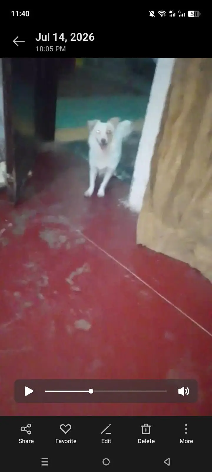 Russian pure breed for sale number 03422468919 — photo 2