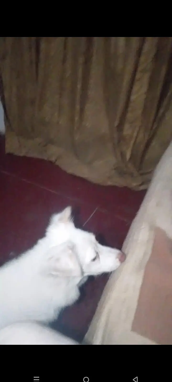 Russian pure breed for sale number 03422468919 — photo 3