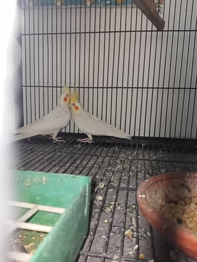 Birds Setup Sale Sirf call LOCATION Jarnwala O3O669IO563