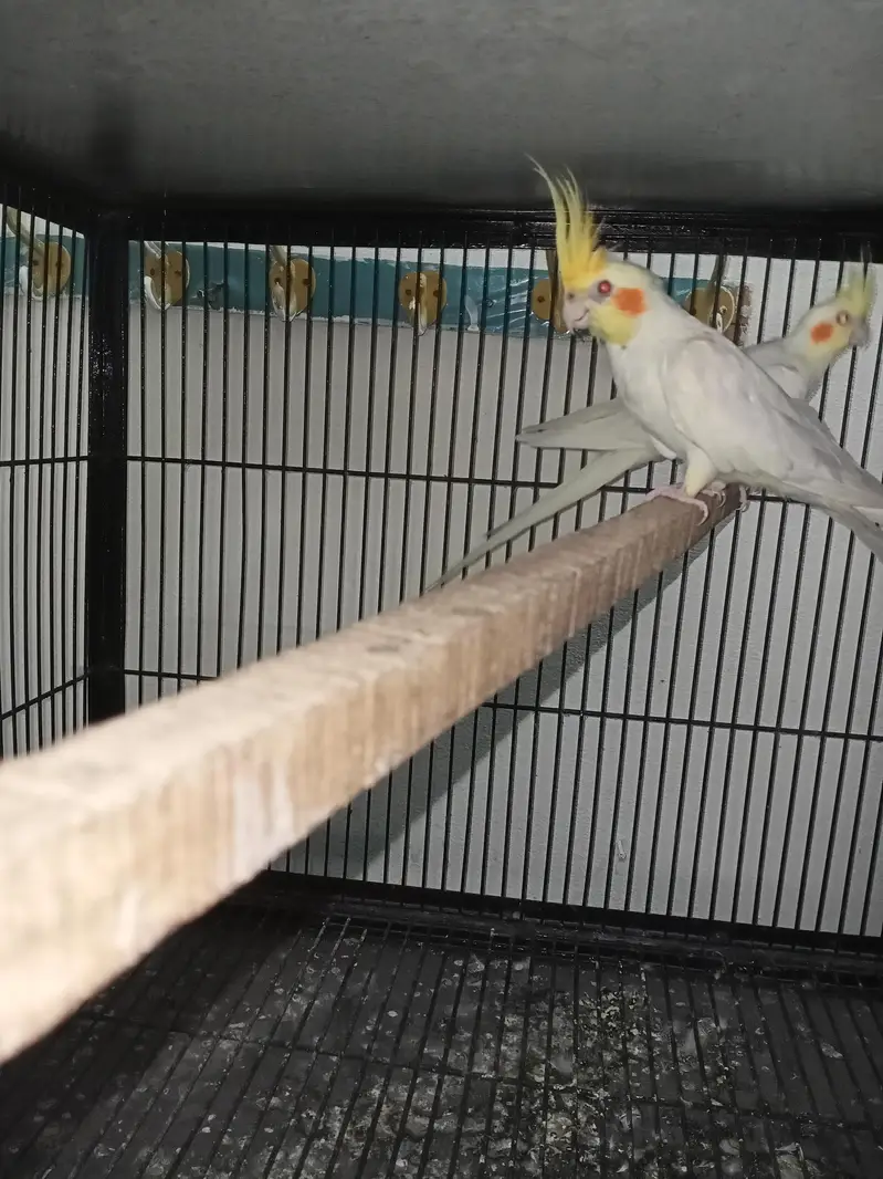 Birds Setup Sale Sirf call LOCATION Jarnwala O3O669IO563 — photo 2