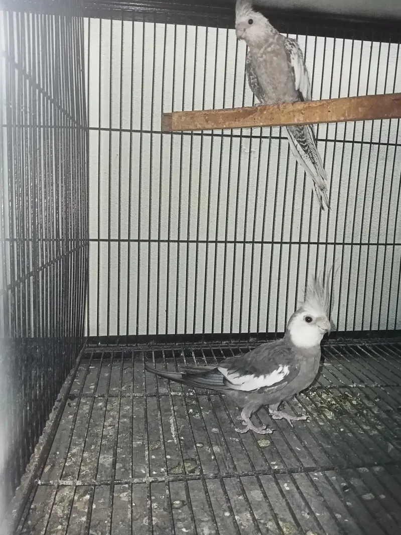 Birds Setup Sale Sirf call LOCATION Jarnwala O3O669IO563 — photo 3