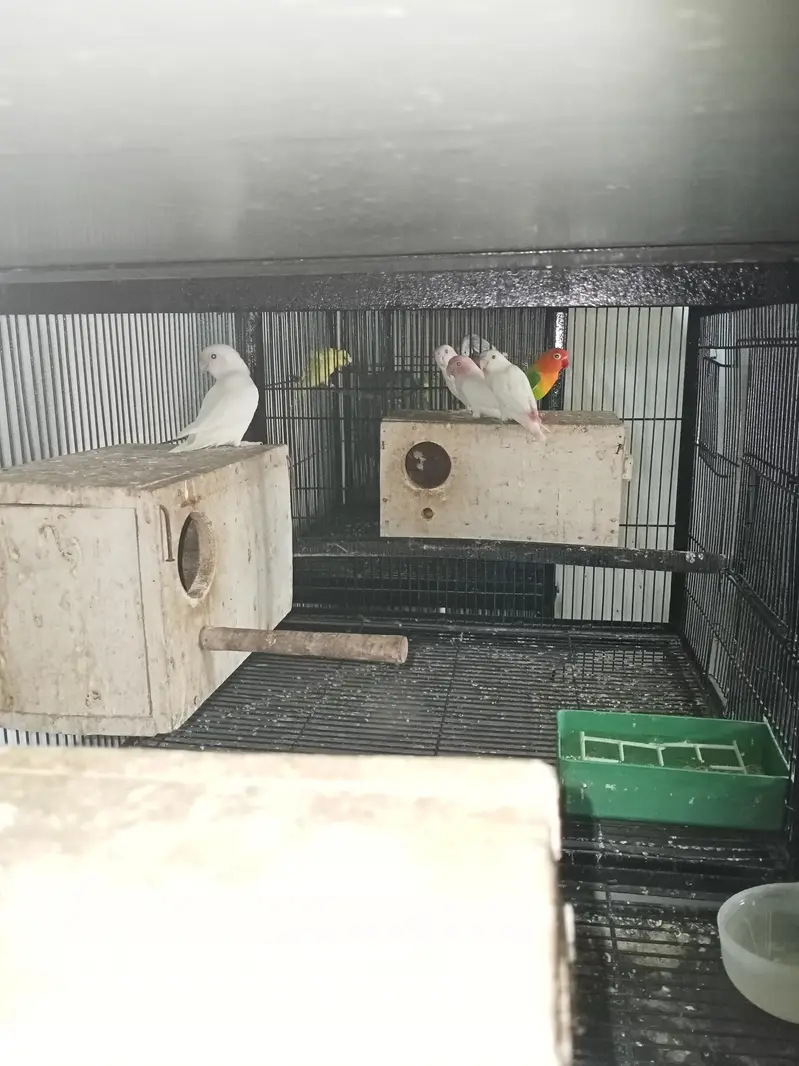 Birds Setup Sale Sirf call LOCATION Jarnwala O3O669IO563 — photo 4