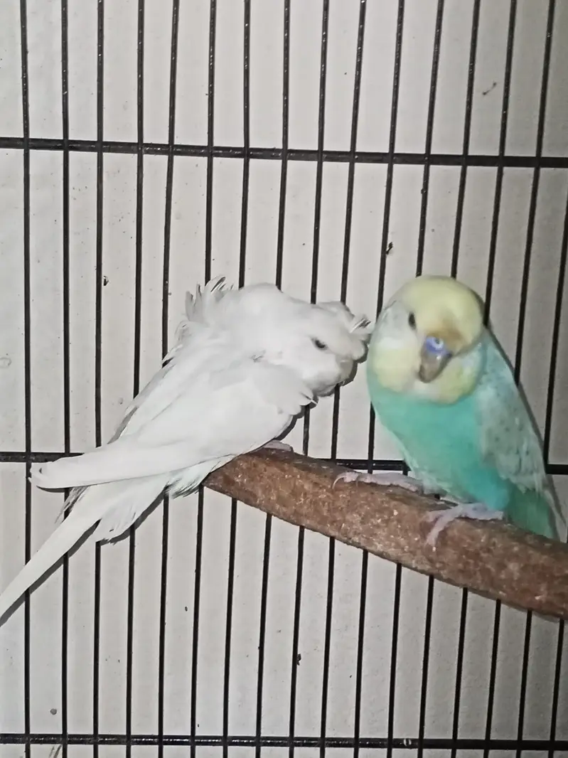 Birds Setup Sale Sirf call LOCATION Jarnwala O3O669IO563 — photo 5