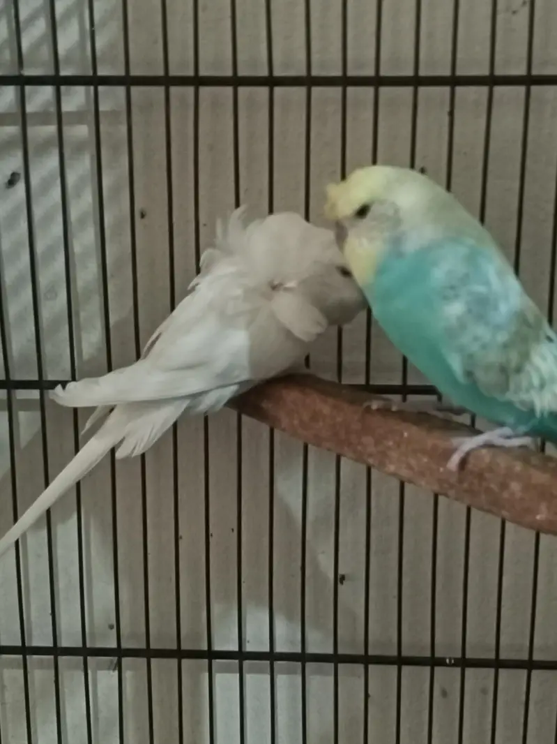 Birds Setup Sale Sirf call LOCATION Jarnwala O3O669IO563 — photo 6