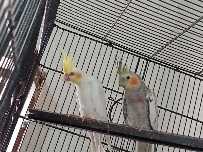 Birds Setup Sale Sirf call LOCATION Jarnwala O3O669IO563 — photo 7