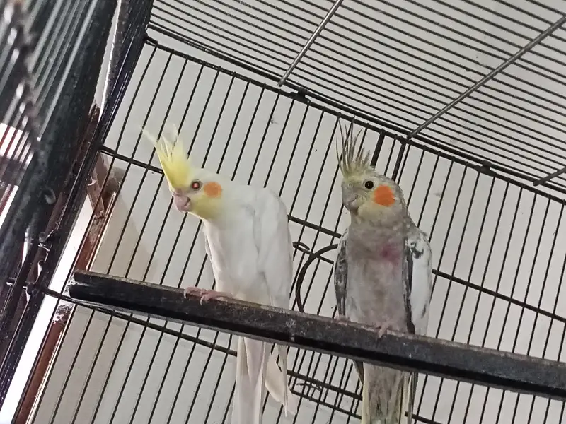Birds Setup Sale Sirf call LOCATION Jarnwala O3O669IO563 — photo 8