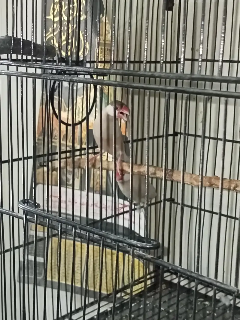 Birds Setup Sale Sirf call LOCATION Jarnwala O3O669IO563 — photo 9