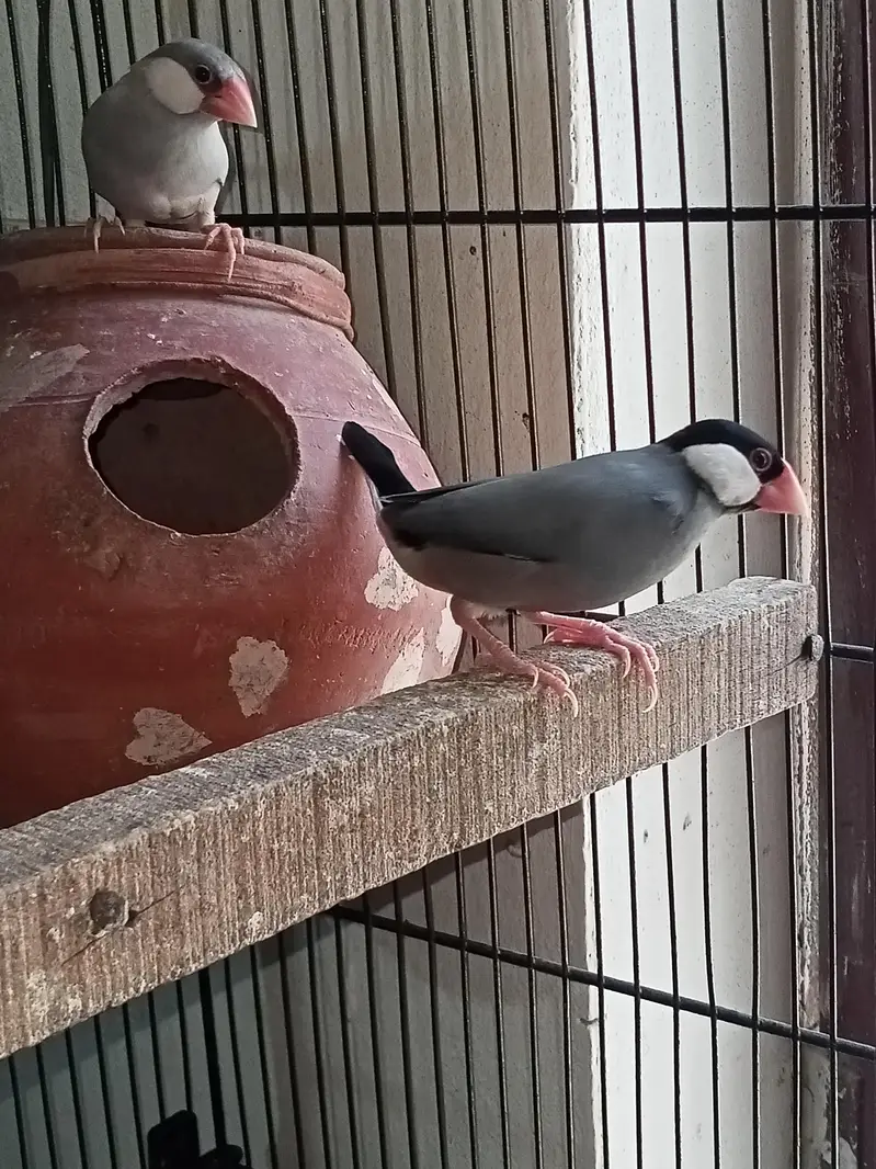 Birds Setup Sale Sirf call LOCATION Jarnwala O3O669IO563 — photo 10