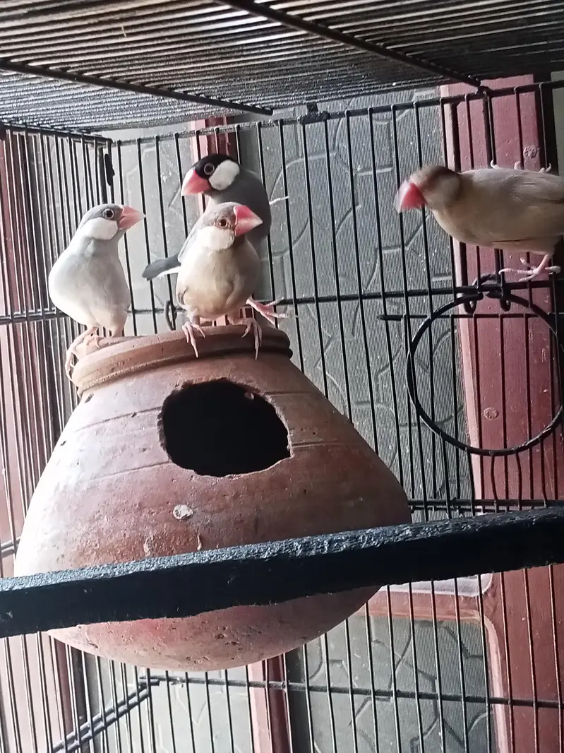 Birds Setup Sale Sirf call LOCATION Jarnwala O3O669IO563 — photo 12