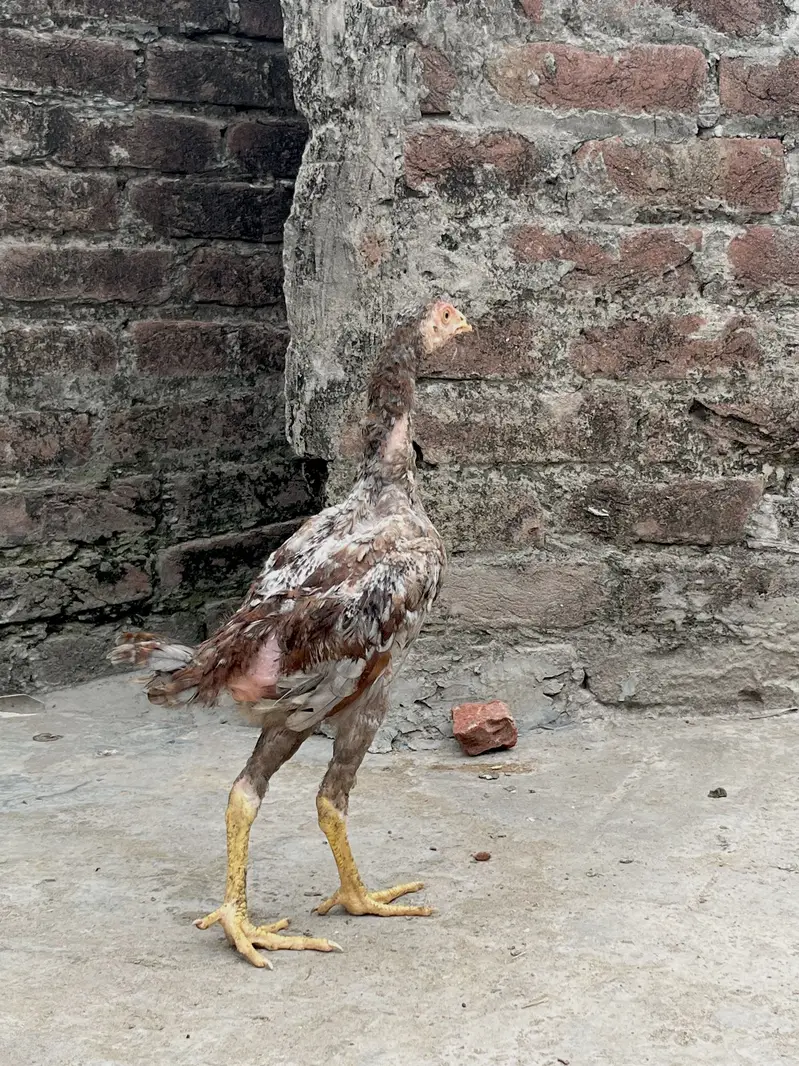 Aseel Thai male pathy — photo 3