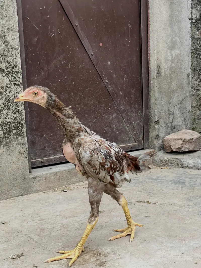 Aseel Thai male pathy — photo 4