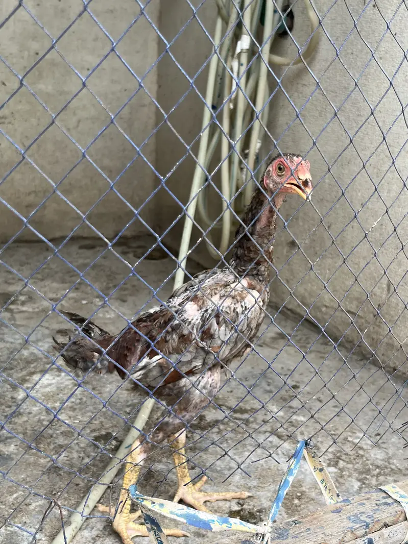 Aseel Thai male pathy — photo 5