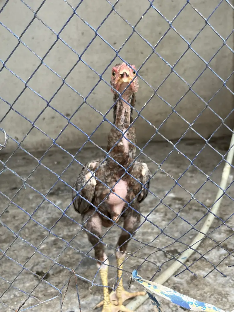 Aseel Thai male pathy — photo 7