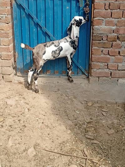 female goat for sale sath ma baby kids for sale pair for sale