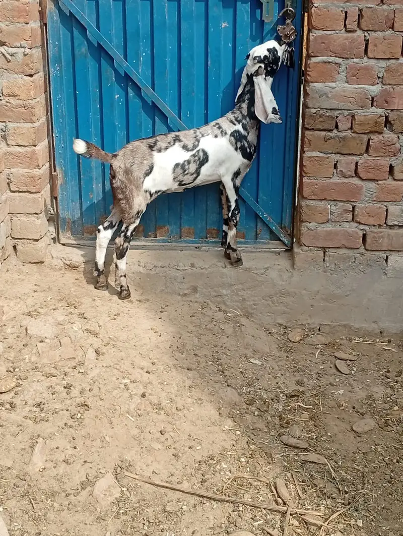 female goat for sale sath ma baby kids for sale pair for sale — photo 2