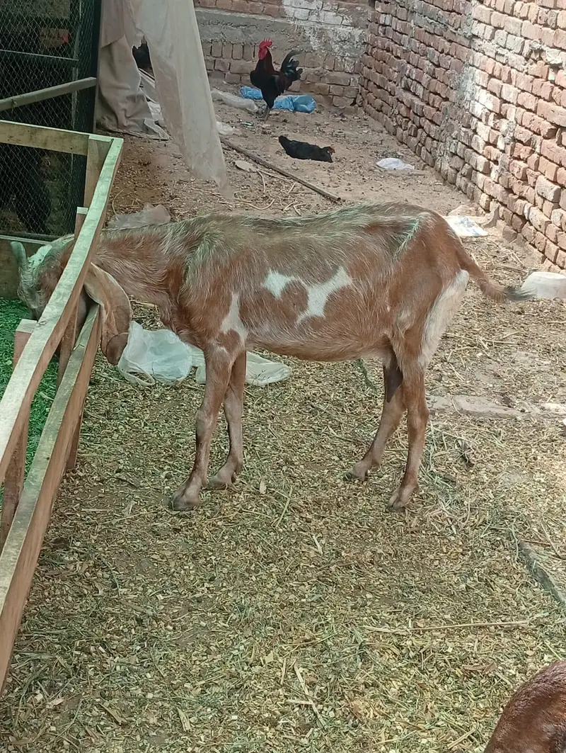 female goat for sale sath ma baby kids for sale pair for sale — photo 3