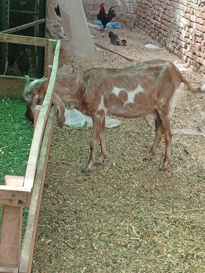 female goat for sale sath ma baby kids for sale pair for sale — photo 4