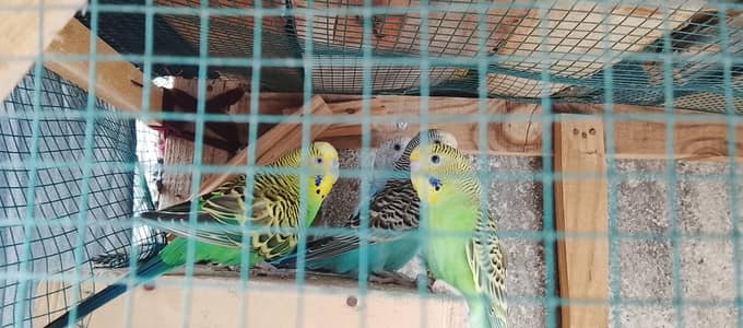 4 bagies parrots 2 Green 2 sky blue