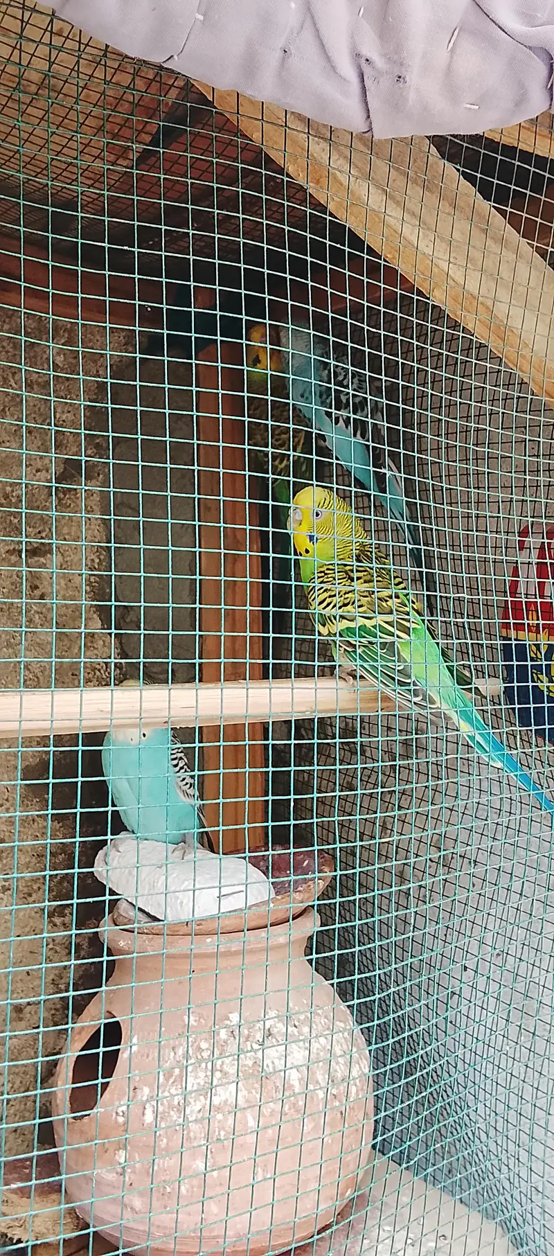 4 bagies parrots 2 Green 2 sky blue — photo 2