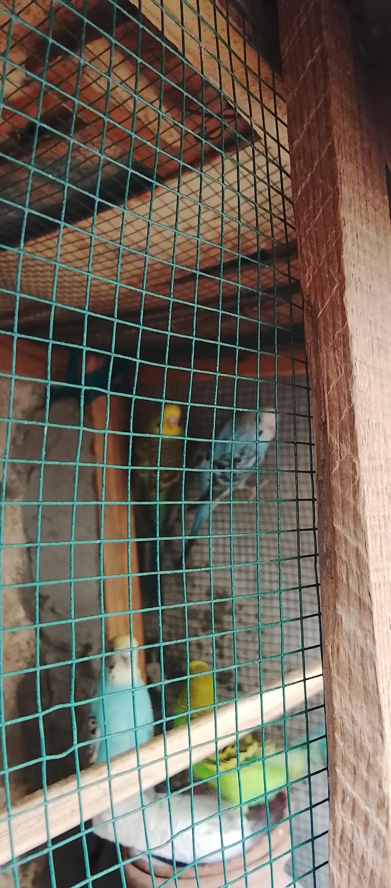 4 bagies parrots 2 Green 2 sky blue — photo 3