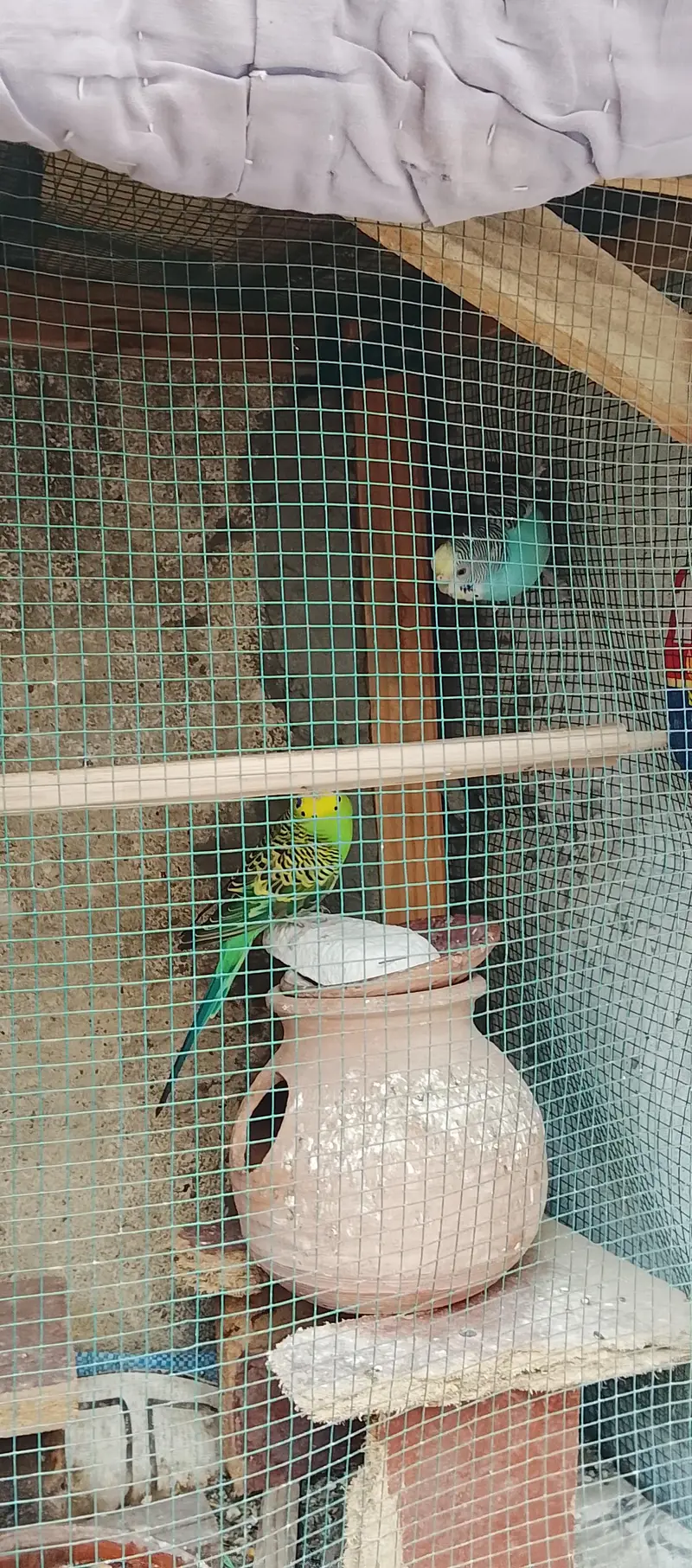 4 bagies parrots 2 Green 2 sky blue — photo 4
