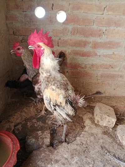 bengum cross 3 murgiya 2 murgay