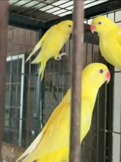 Yellow Parrot ring neck
