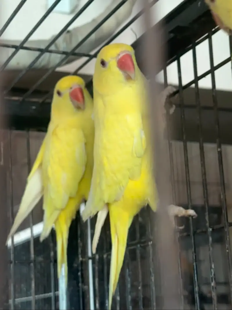 Yellow Parrot ring neck — photo 2