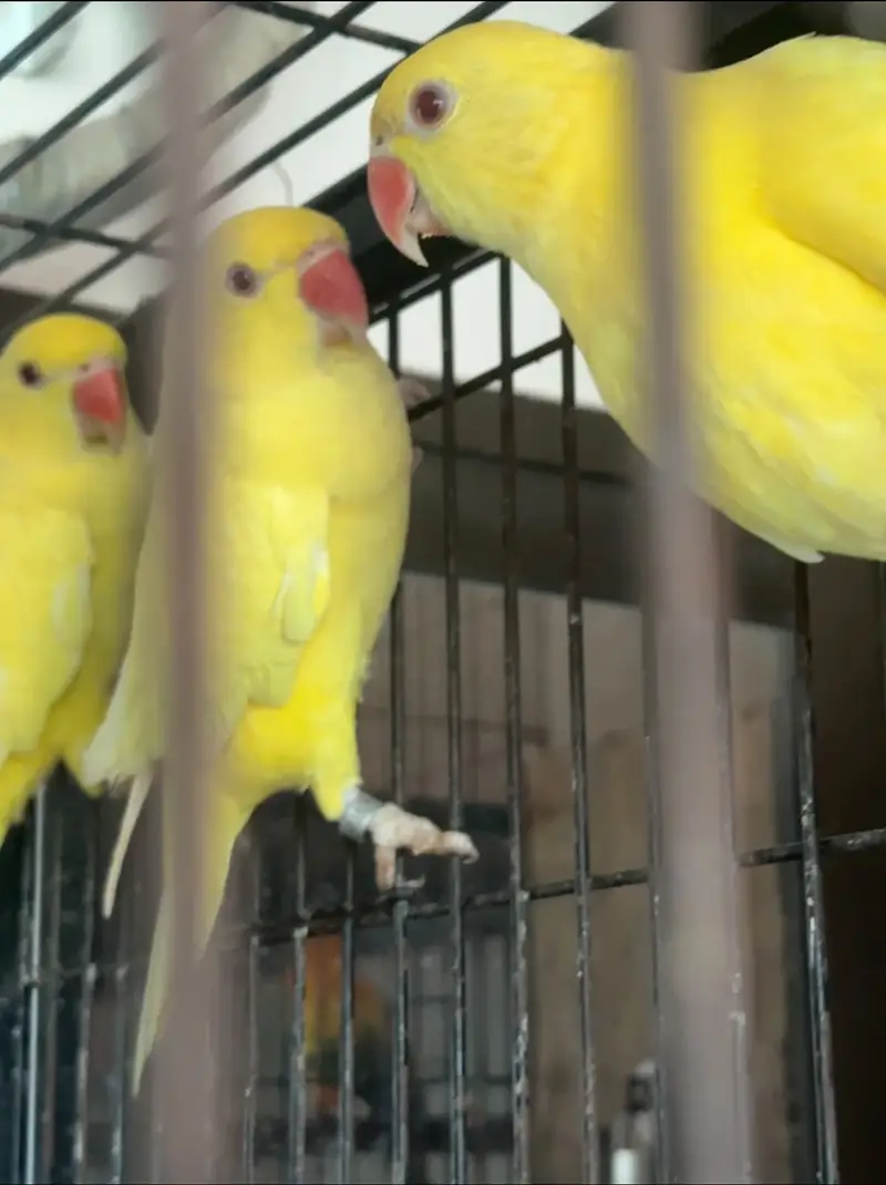 Yellow Parrot ring neck — photo 3