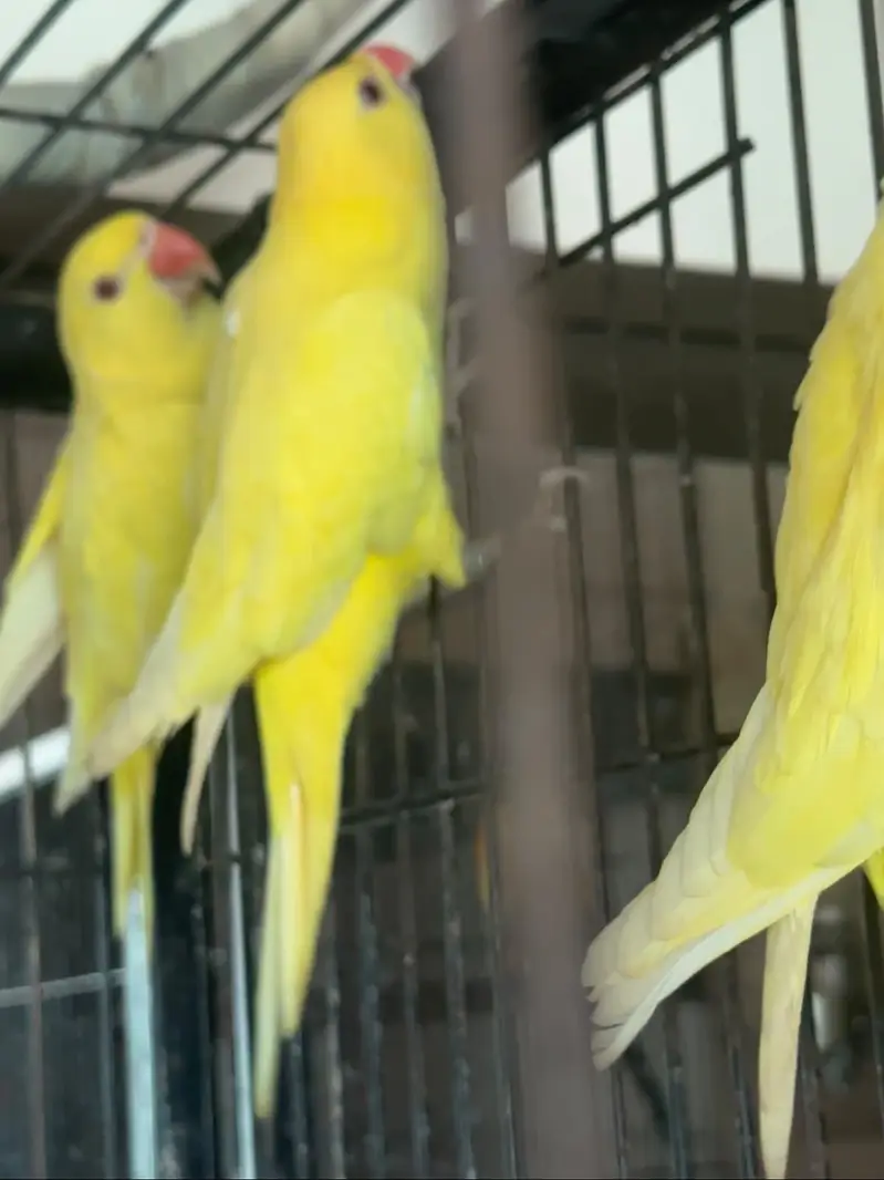 Yellow Parrot ring neck — photo 4