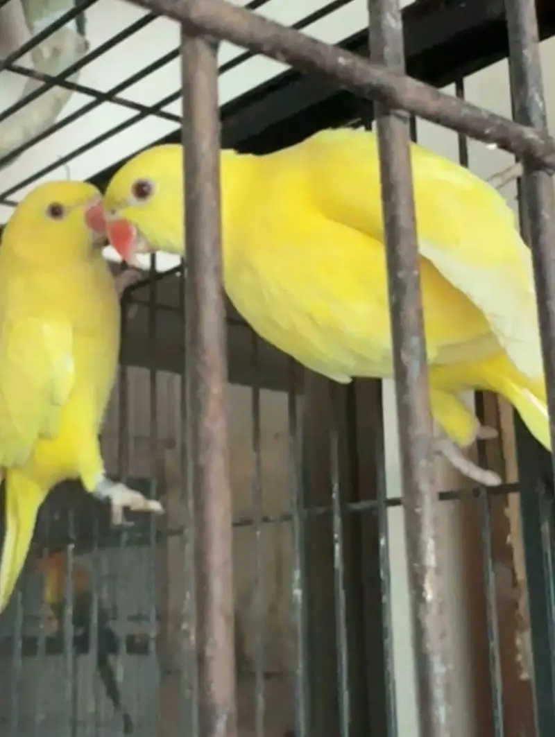 Yellow Parrot ring neck — photo 5
