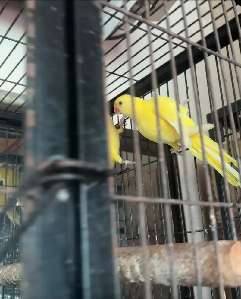 Yellow Parrot ring neck — photo 6