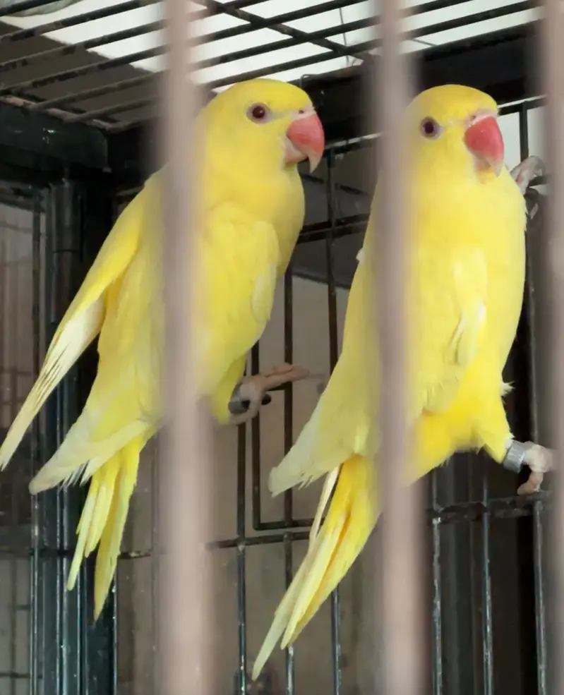 Yellow Parrot ring neck — photo 7