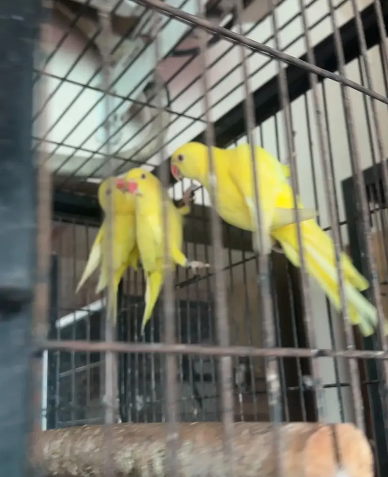 Yellow Parrot ring neck — photo 8