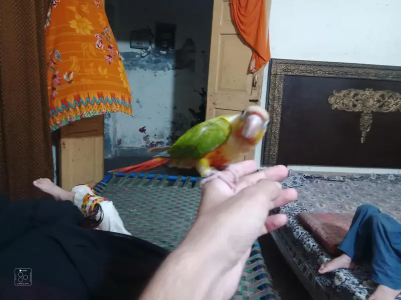 Pineapple Raw parrot — photo 2