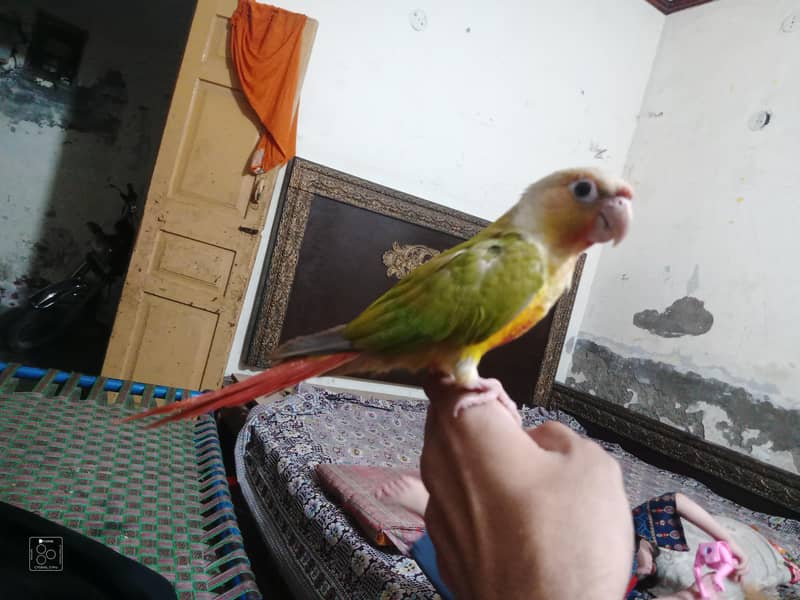 Pineapple Raw parrot 2