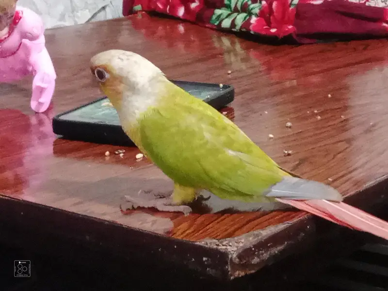 Pineapple Raw parrot — photo 4