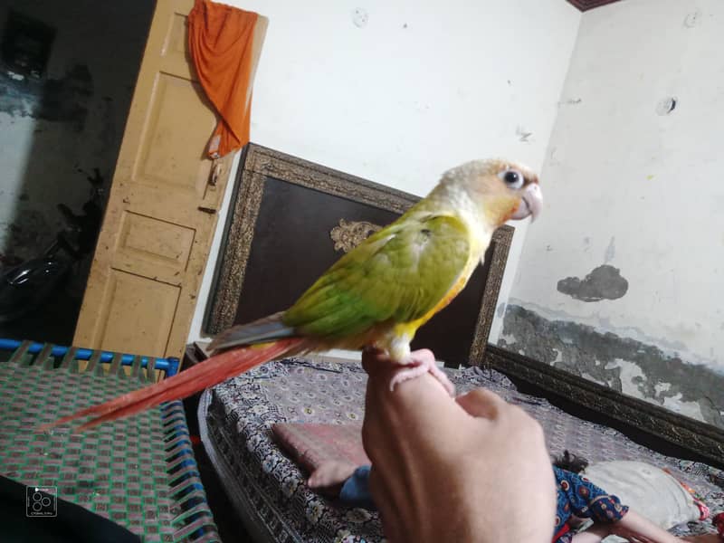 Pineapple Raw parrot 4