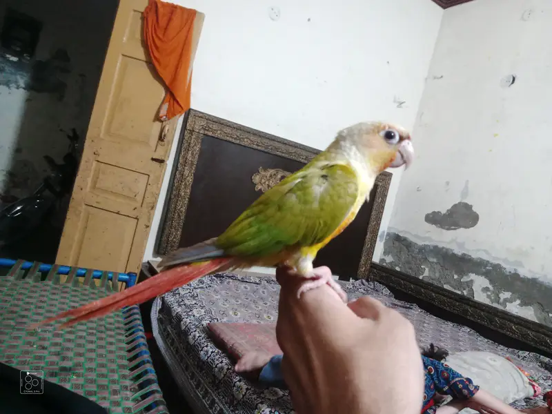 Pineapple Raw parrot — photo 5