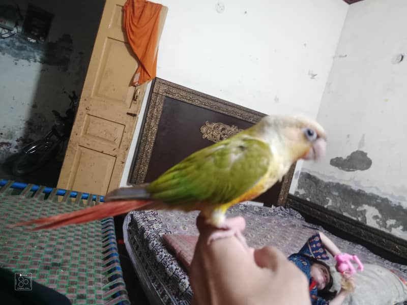 Pineapple Raw parrot 5