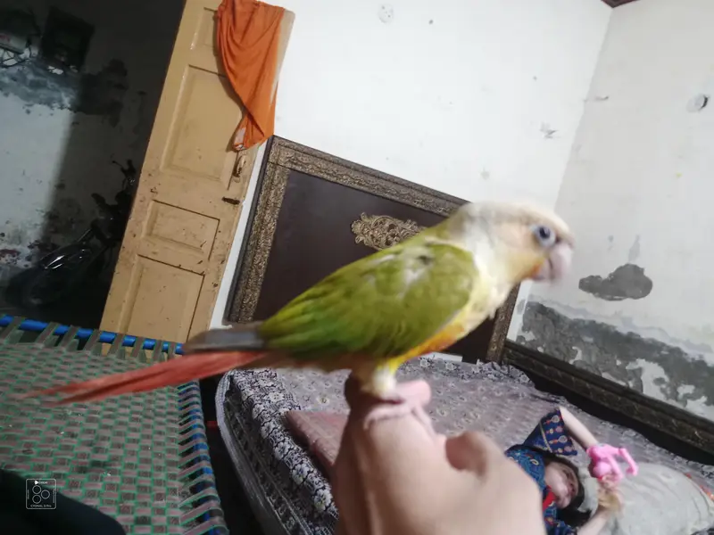 Pineapple Raw parrot — photo 6
