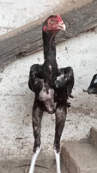 Aseel chicks for sale