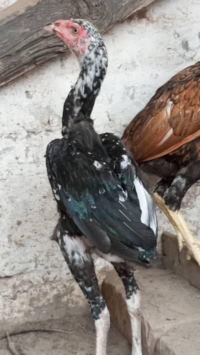 Aseel chicks for sale